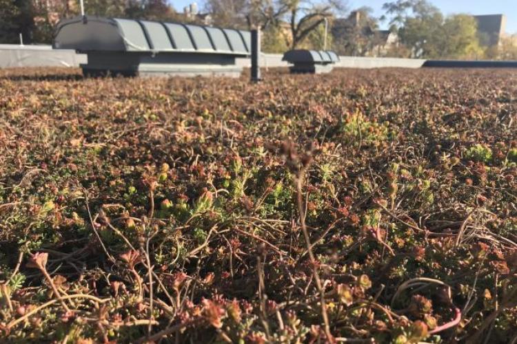 GRCC ATC green roof