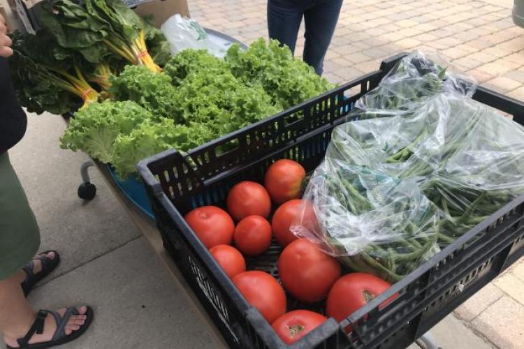 Fresh produce supplied by Plainsong Farm at a food distribution.